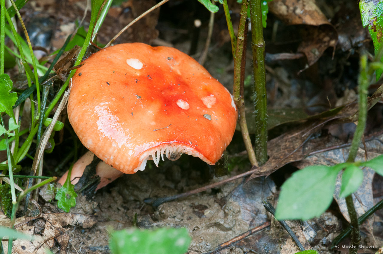 20100725-_DSC4154