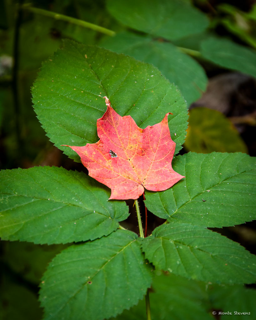 20101011-_DSC6112