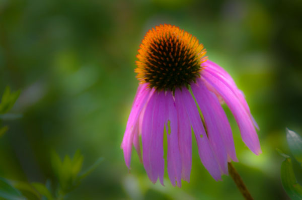 Cone Flower