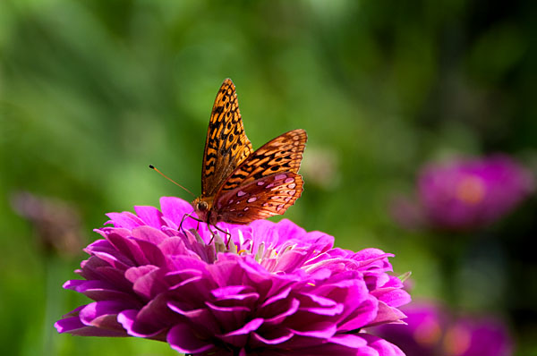Butterfly at Inniswood Gardens