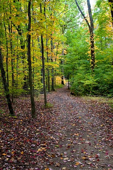 Path at Blendon Woods Park