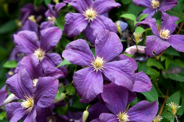 Sheree's Clematis