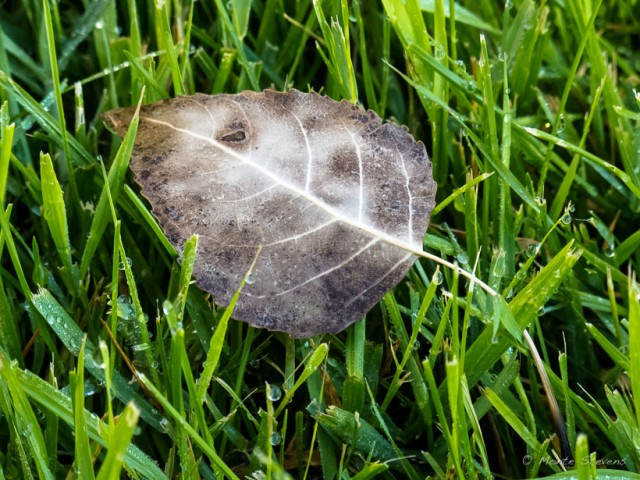 Aspen Leaf