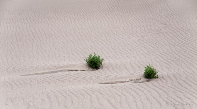 Ripples of a Sand Ocean