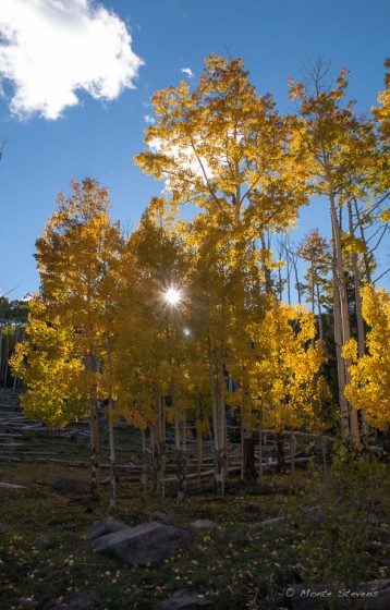Aspens in Dixie National Forest