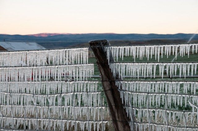 Icicles on a fence from an irrigation system that had run all night.