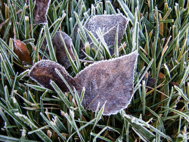 Frosty Morning