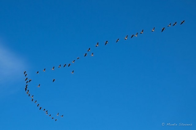 Canada Geese