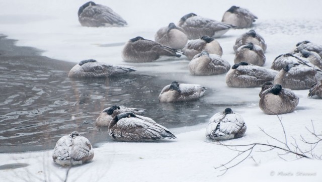 Canada Geese