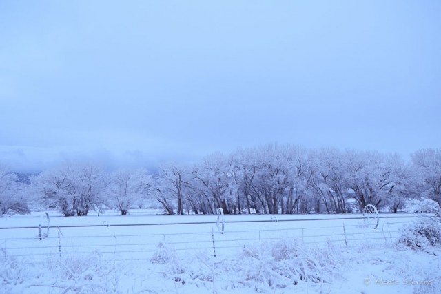 Snow covered trees west of Cortez