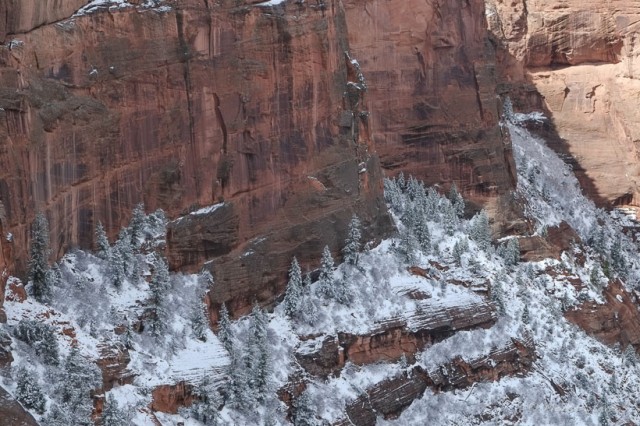 Snow covered trees inside Canyon De Chilly