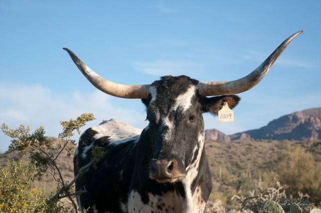 Longhorn