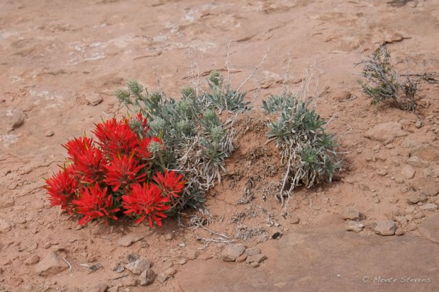 Common Paintbrush