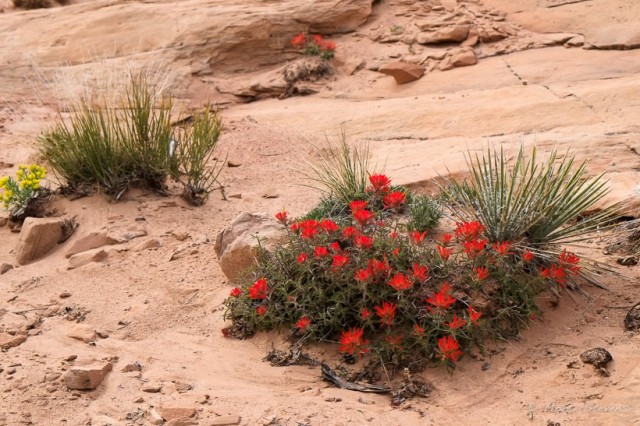 Common Paintbrush and Yucca