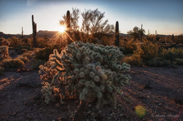 Cholla and Starburst