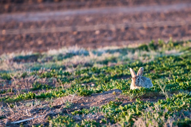 Cottontail