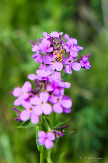 Bees at Work