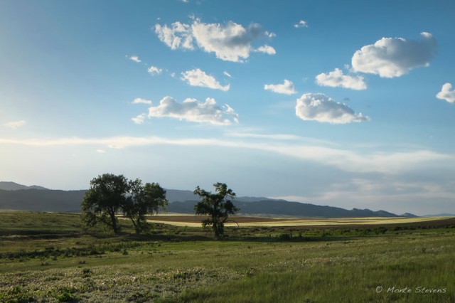 Cottonwood Trees and Horsetooth Rock