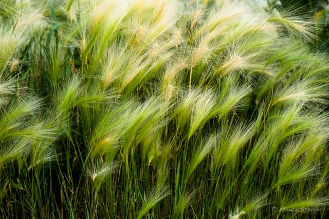 Blowing Grass