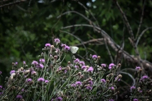 Butterflies