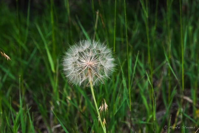 Dandelion