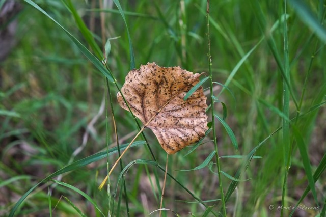 A Fallen Leaf
