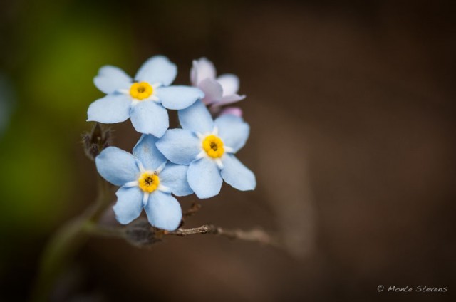 Delicate Flowers