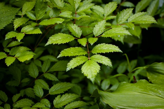 Green Leaves and Rain