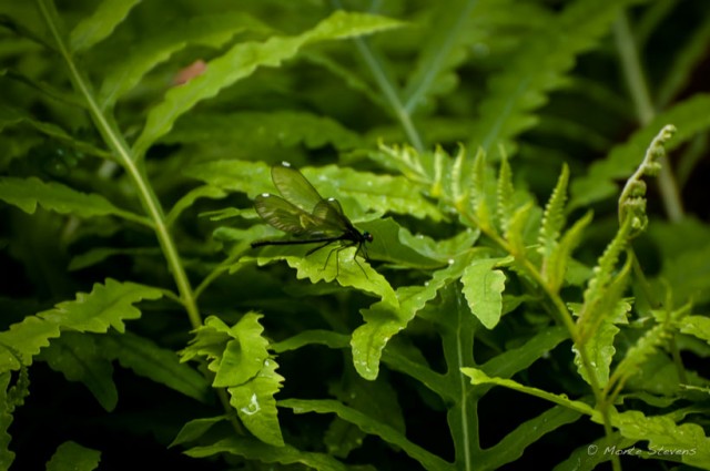 A Dragonfly