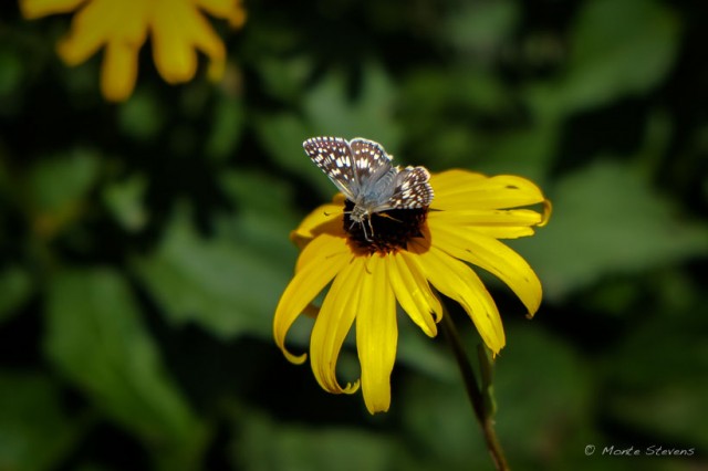 Butterfly on Coneflower