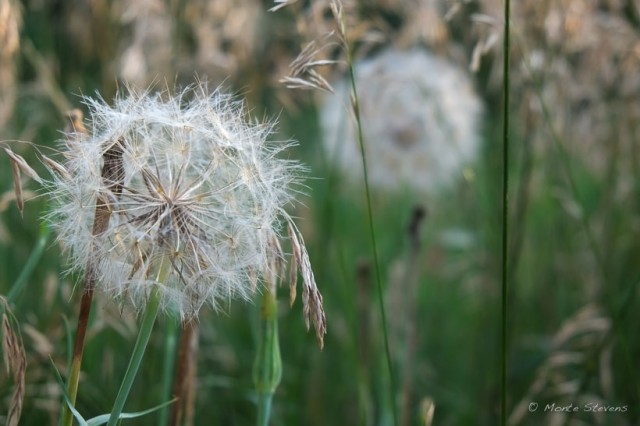 Dandelions