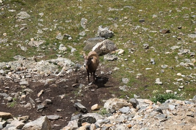 Rocky Mountain Bighorn Sheep