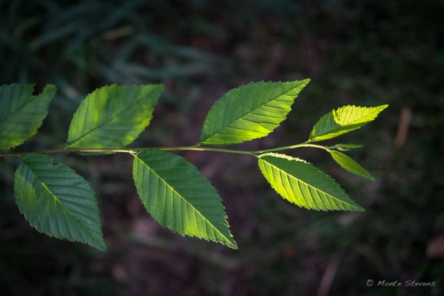 Backlit Leaves