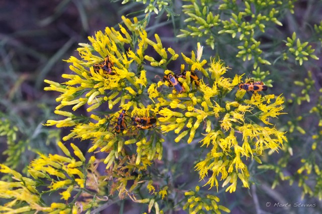 Milkweed Bugs - It's a Party