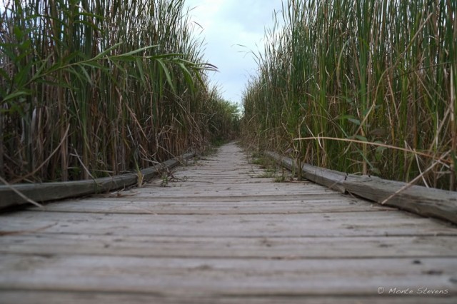 Boardwalk and Cattails