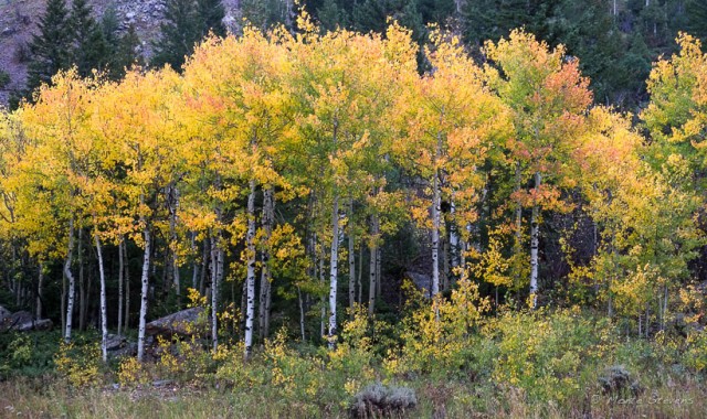 Colorado Aspens