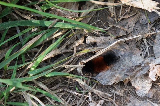 Wooly Bear Catipillar 