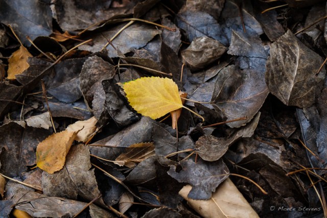 Birch Leaf