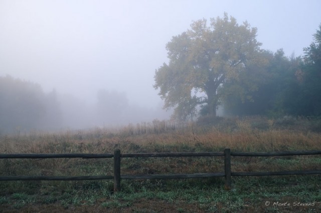 The Cottonwood Tree