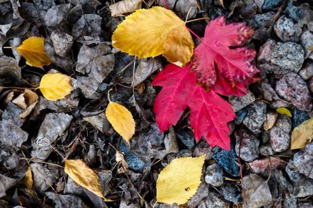 Maple and Birch Leaves