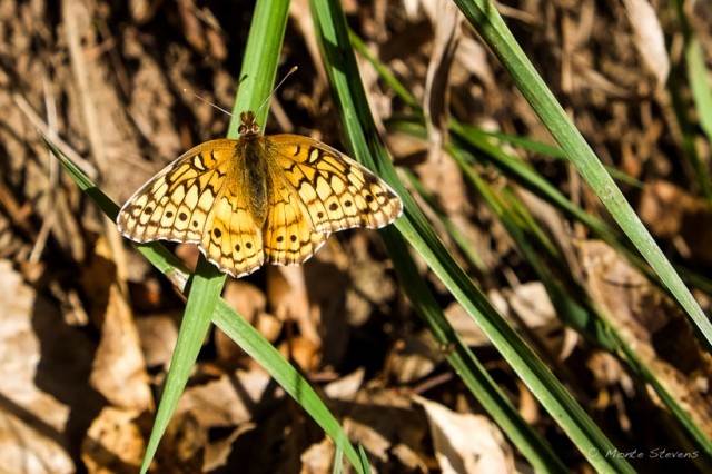 Variegated Fritillary