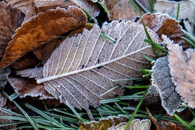 Frosty Leaves