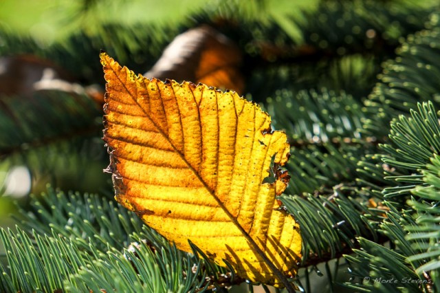 Backlit Leaf