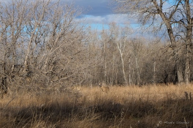 Whitetail Buck