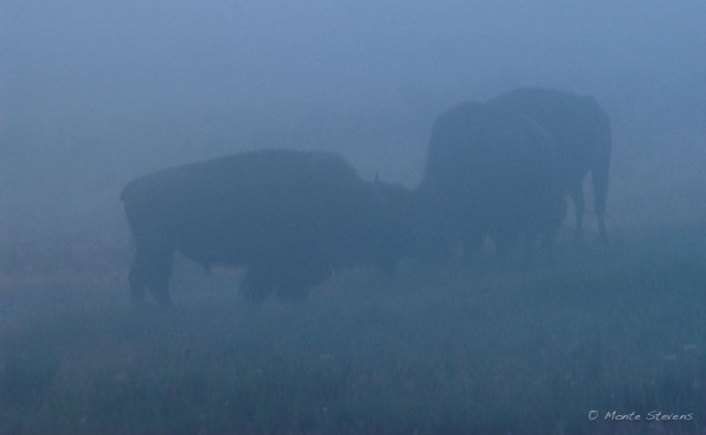 Bison in Fog