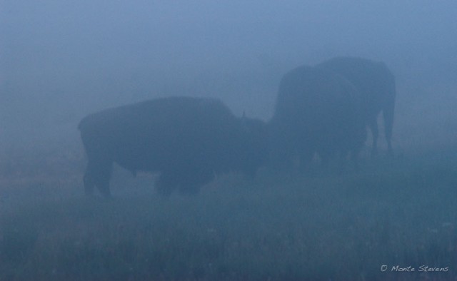 Bison in Fog