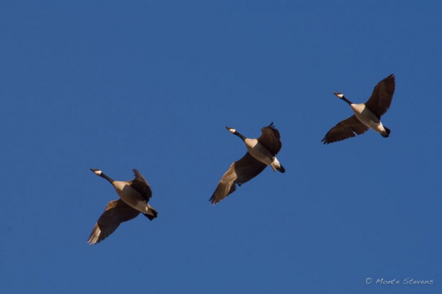 Flight Pattern