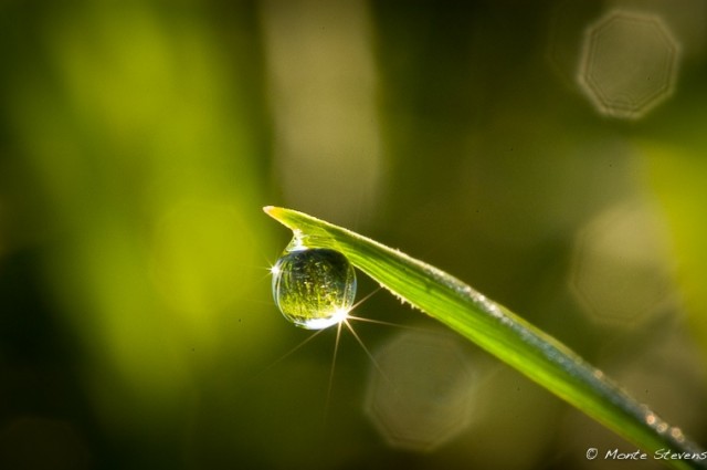 Dew Drop at Sunrise 