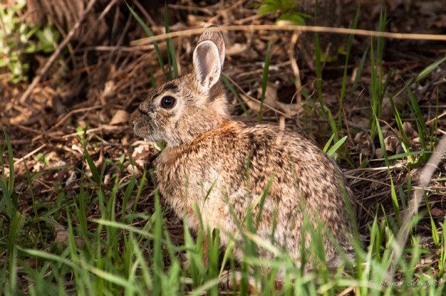 Cottontail 