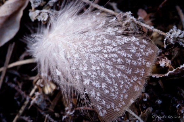 Frost Covered Feather